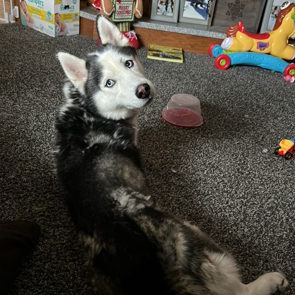 Meet your Posher, Steff - Picture 1 of 1